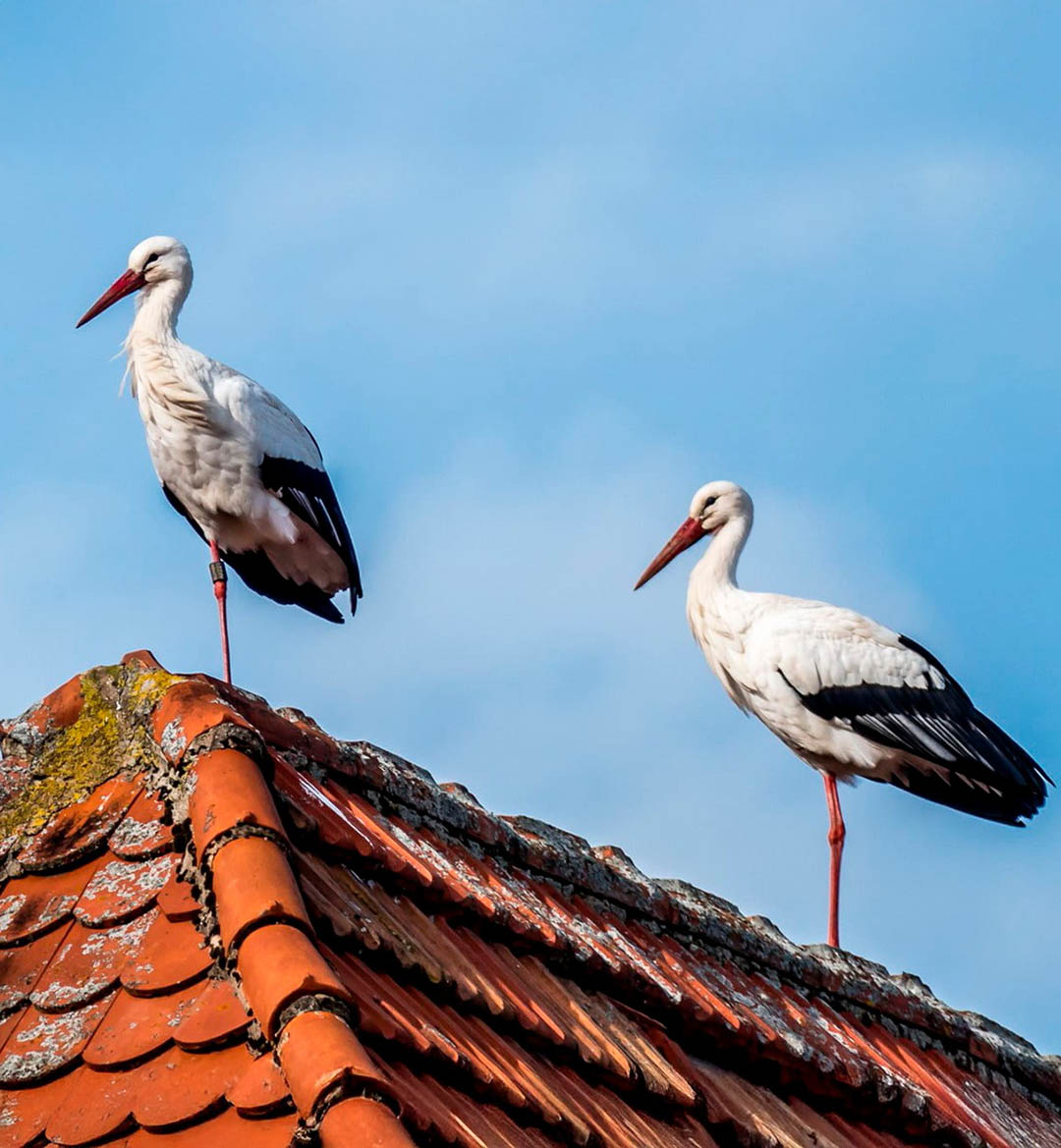 Que signifie l’arrivée d’une cigogne dans votre jardin ?