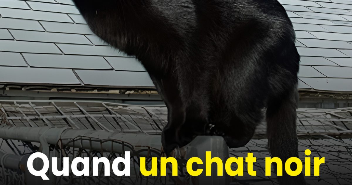 Que signifie le fait de rencontrer un chat noir ?