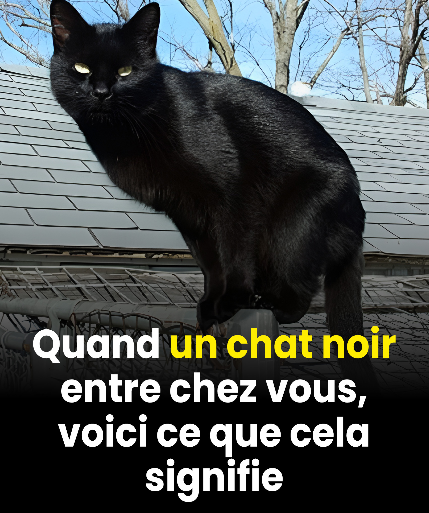 Que signifie le fait de rencontrer un chat noir ?