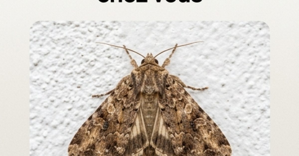 Que signifie le fait qu’un papillon de nuit entre chez vous ?
