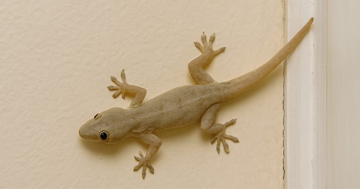 Que signifie l’entrée d’un gecko dans votre maison ?