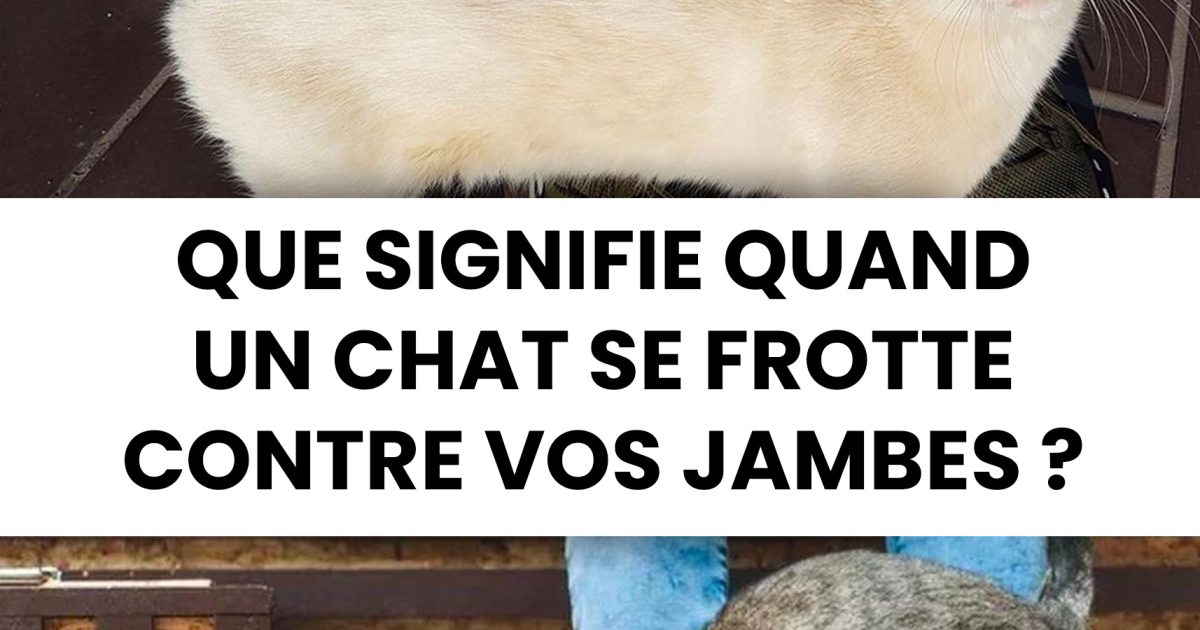 Que signifie quand un chat se frotte contre vos jambes ?