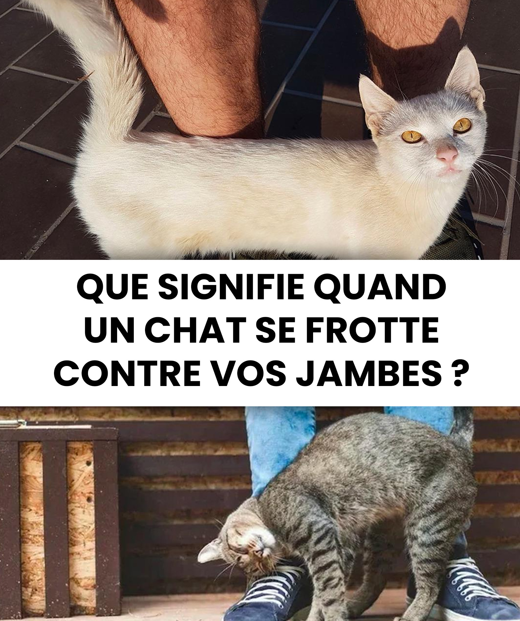 Que signifie quand un chat se frotte contre vos jambes ?