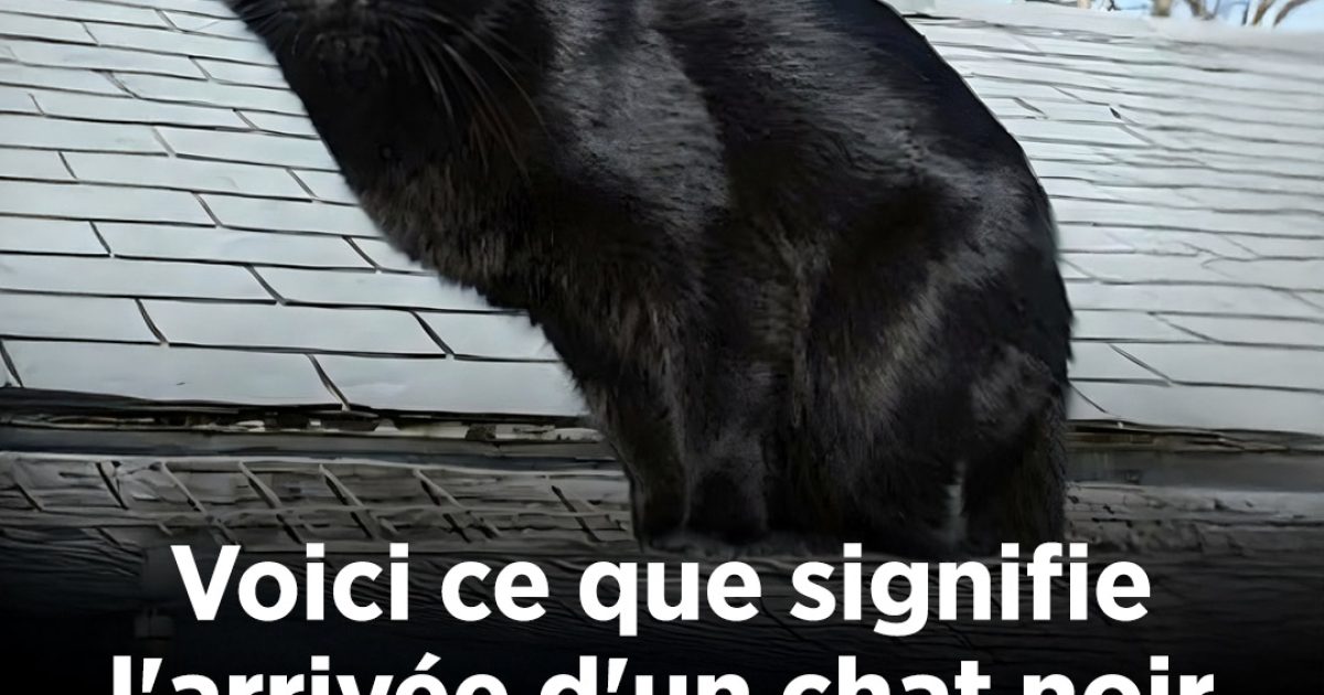 Que signifie réellement l'apparition d'un chat noir ?