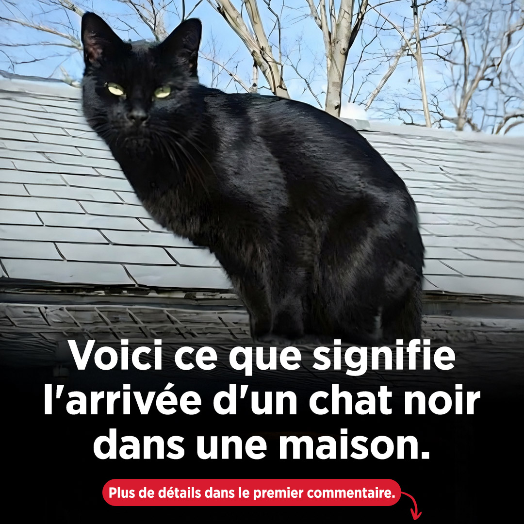 Que signifie réellement l'apparition d'un chat noir ?