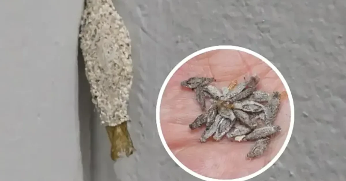 Que sont donc réellement ces « petites choses » accrochées au mur ?