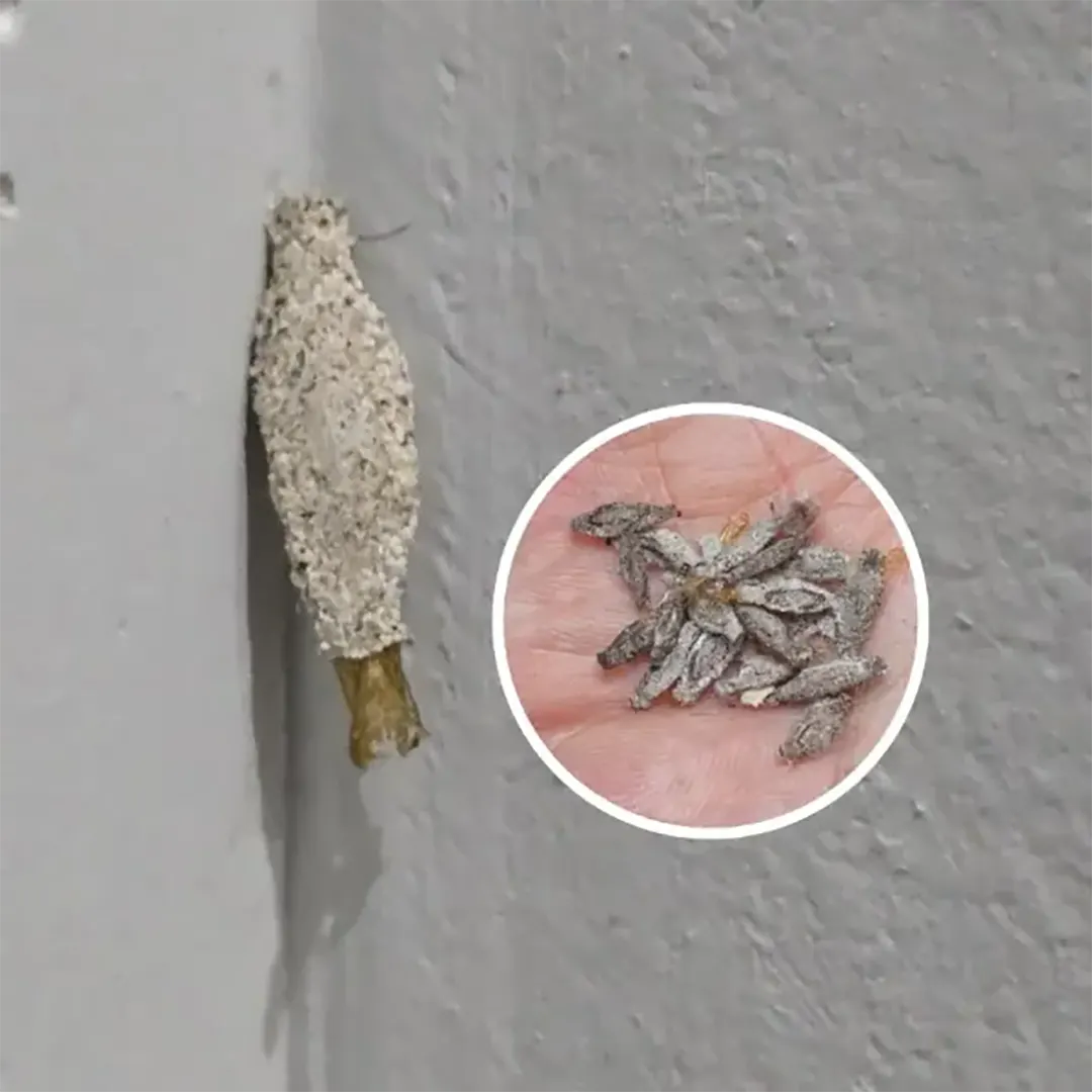 Que sont donc réellement ces « petites choses » accrochées au mur ?