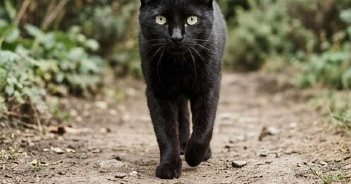 Que symbolise l'approche d'un chat noir et comment l'interpréter ?