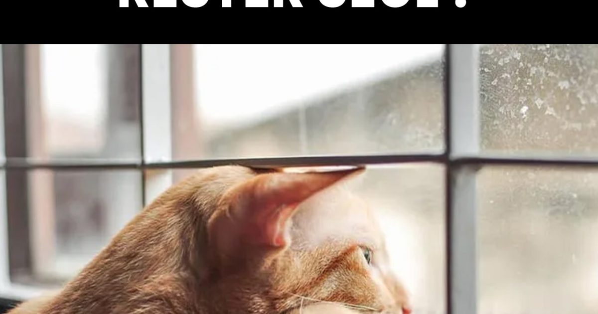 Quelle durée un chat peut-il supporter sans compagnie ?