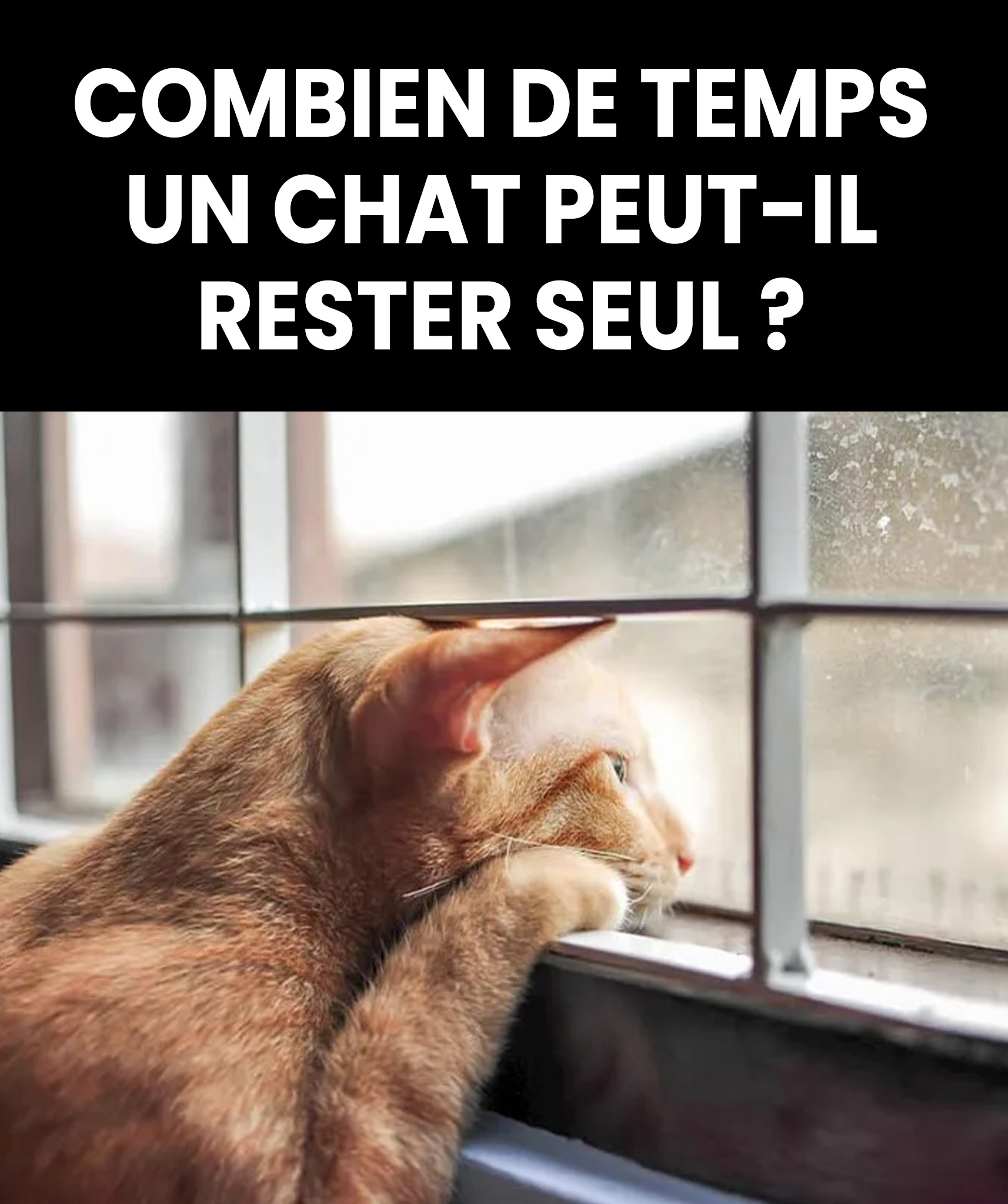 Quelle durée un chat peut-il supporter sans compagnie ?