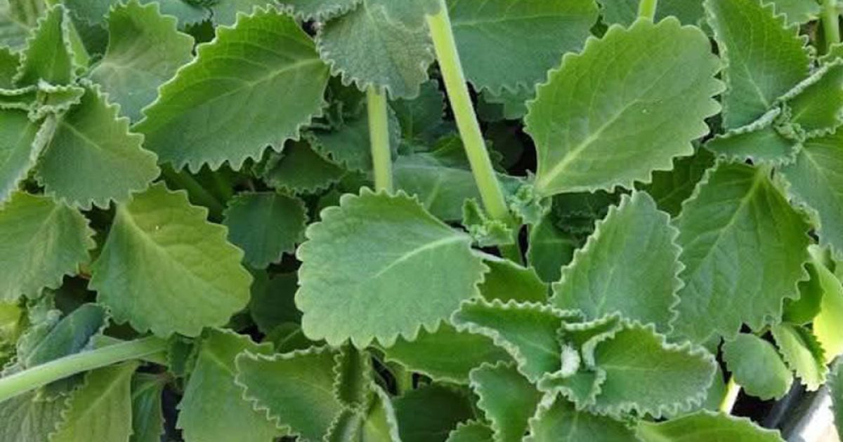 Quels sont les bienfaits des feuilles d’origan ?