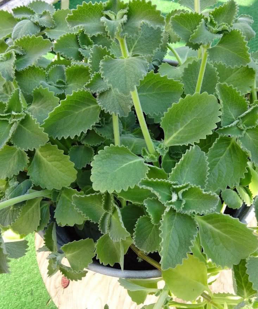 Quels sont les bienfaits des feuilles d’origan ?