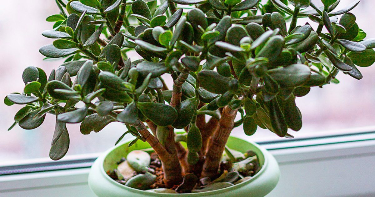Quels sont les meilleurs endroits pour placer un arbre de jade dans la maison ?