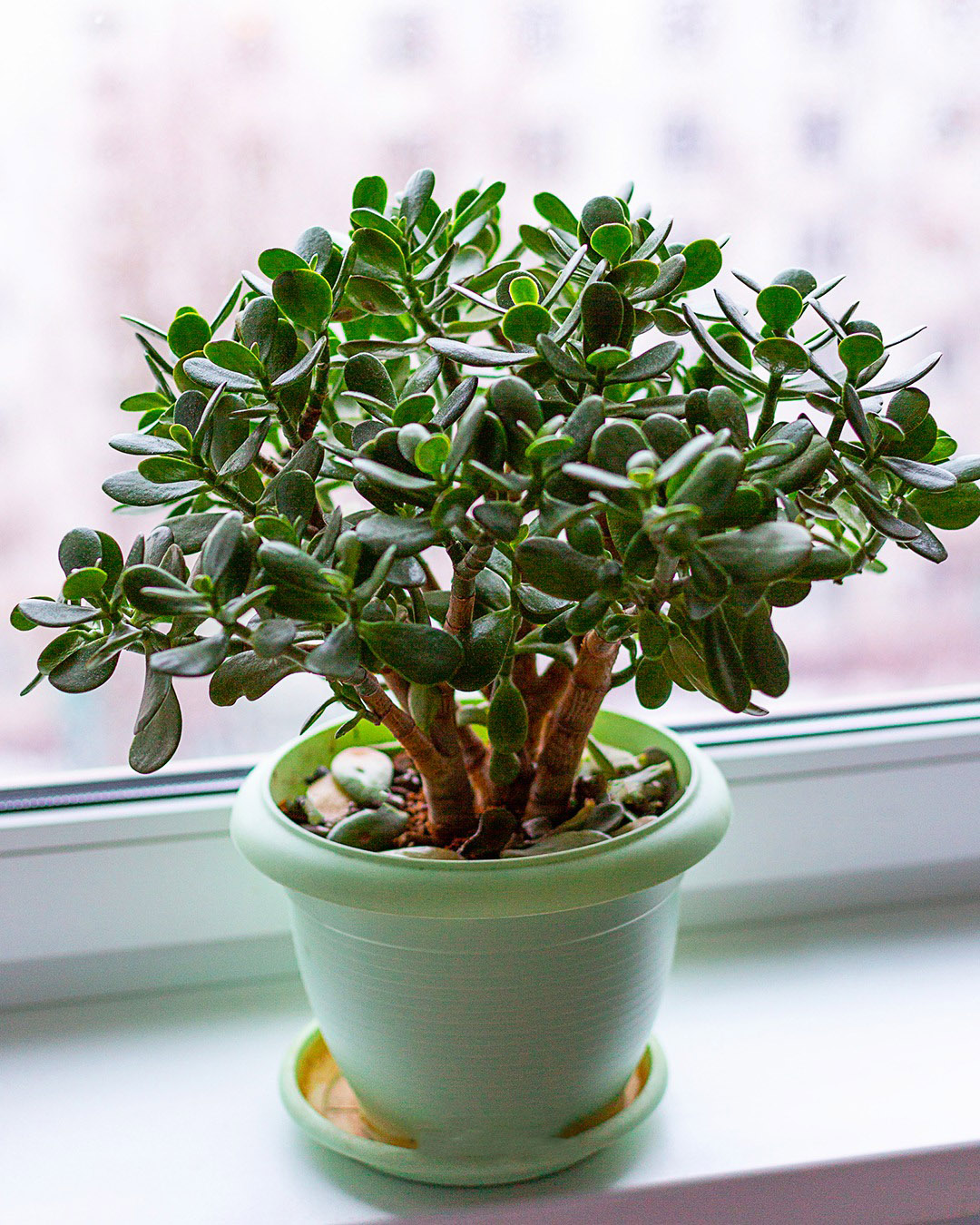 Quels sont les meilleurs endroits pour placer un arbre de jade dans la maison ?