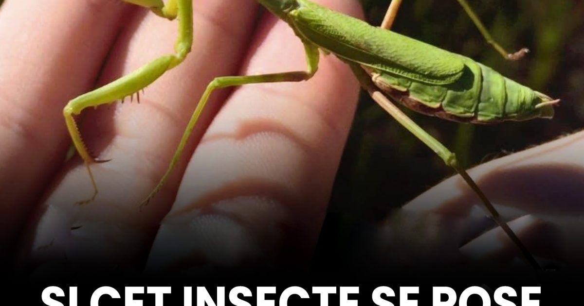 Qu’est-ce que cela veut dire quand cet insecte se pose sur vous ?