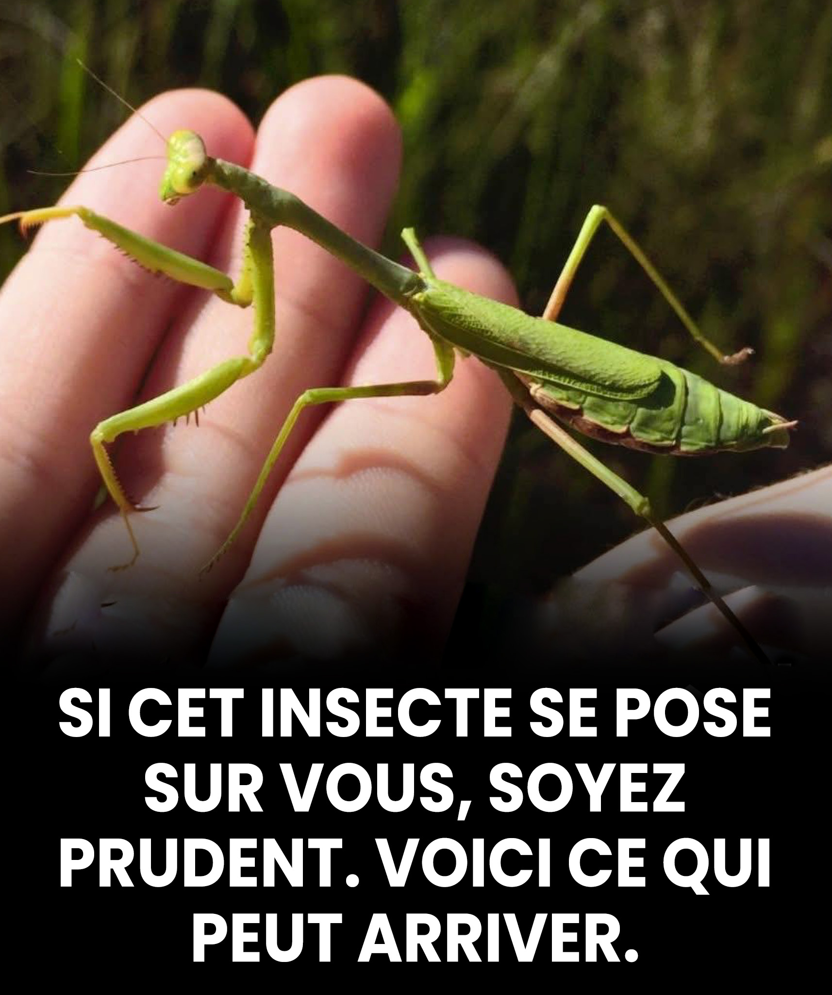 Qu’est-ce que cela veut dire quand cet insecte se pose sur vous ?