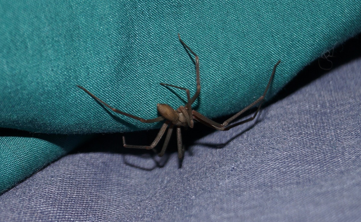 Morsure d'araignée recluse brune