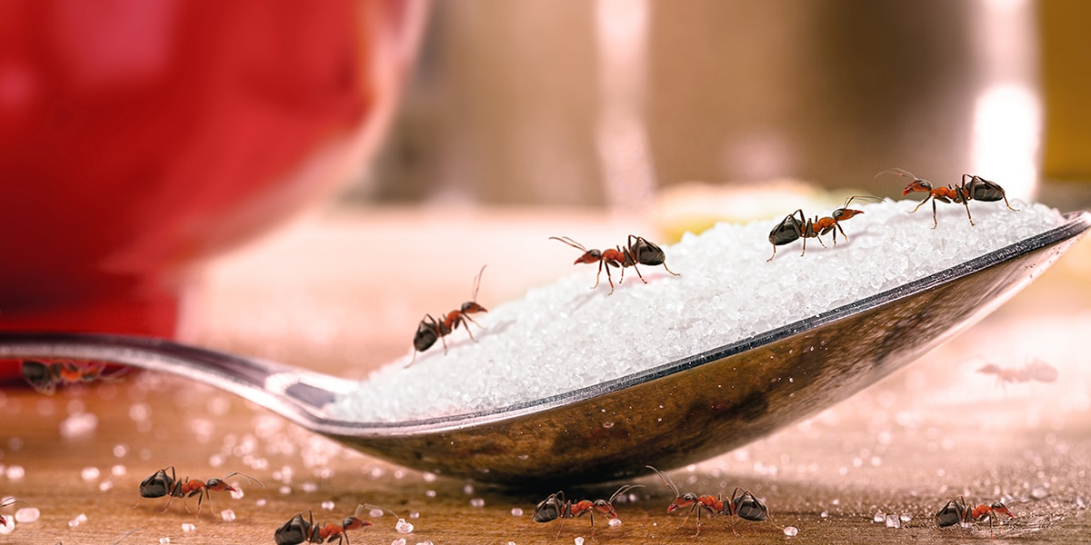 Piège naturel contre les fourmis