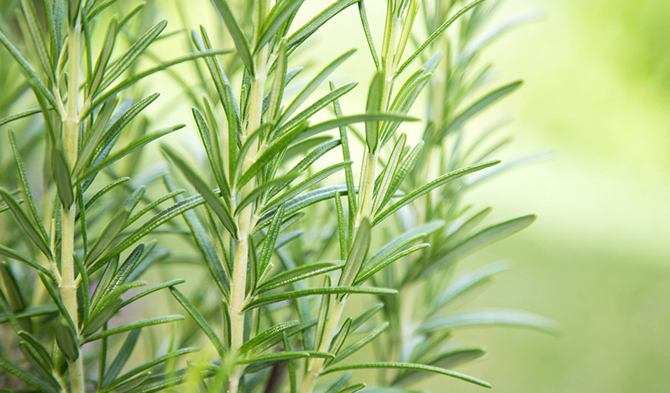 Romarin et bien vieillir : les secrets de cette herbe aromatique pour rester en forme après 60 ans