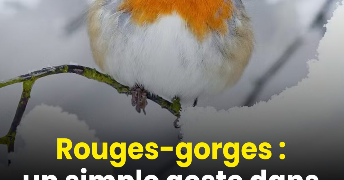 Rouges-gorges : un geste tout simple dans votre jardin peut leur sauver la vie face au gel