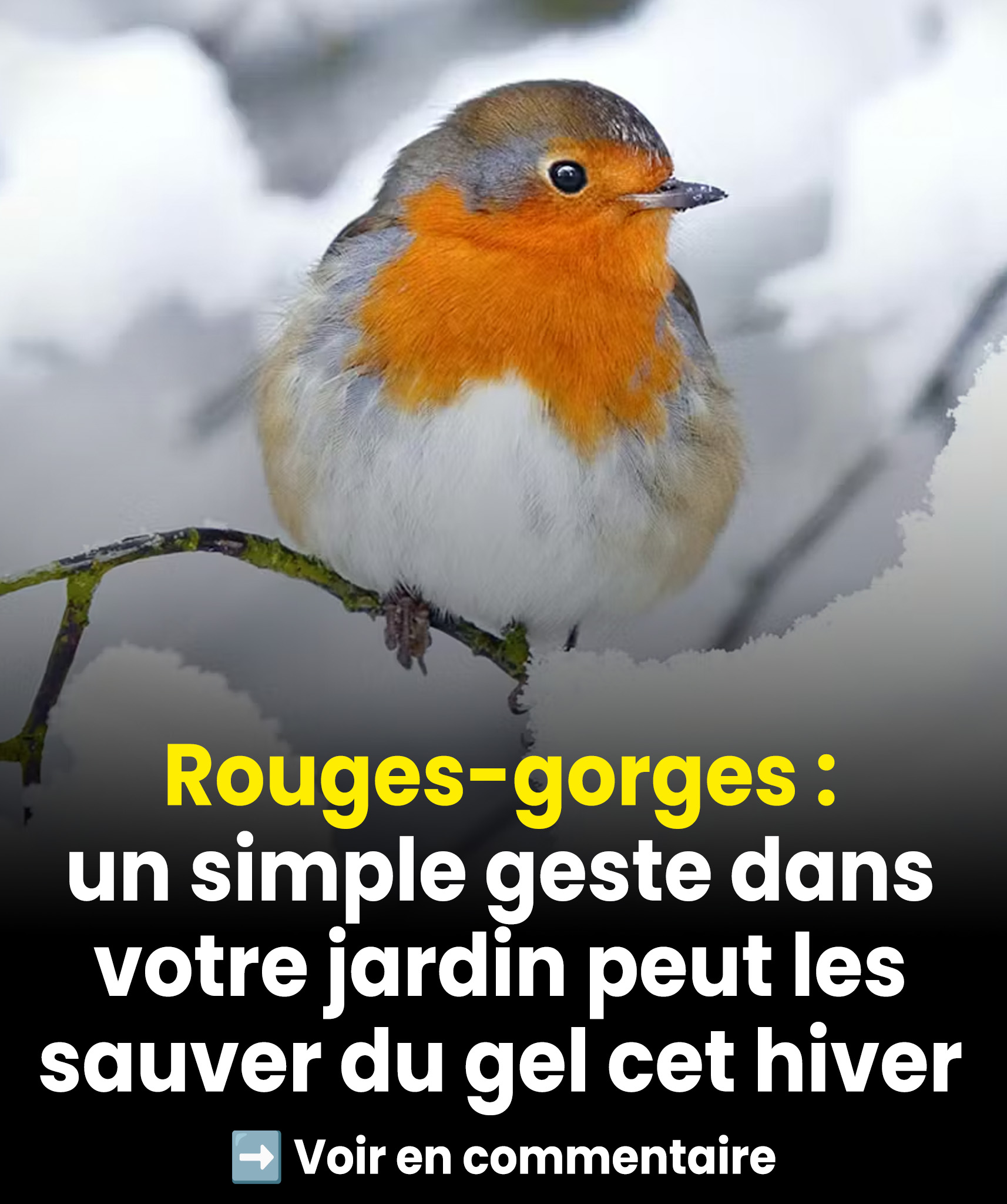 Rouges-gorges : un geste tout simple dans votre jardin peut leur sauver la vie face au gel