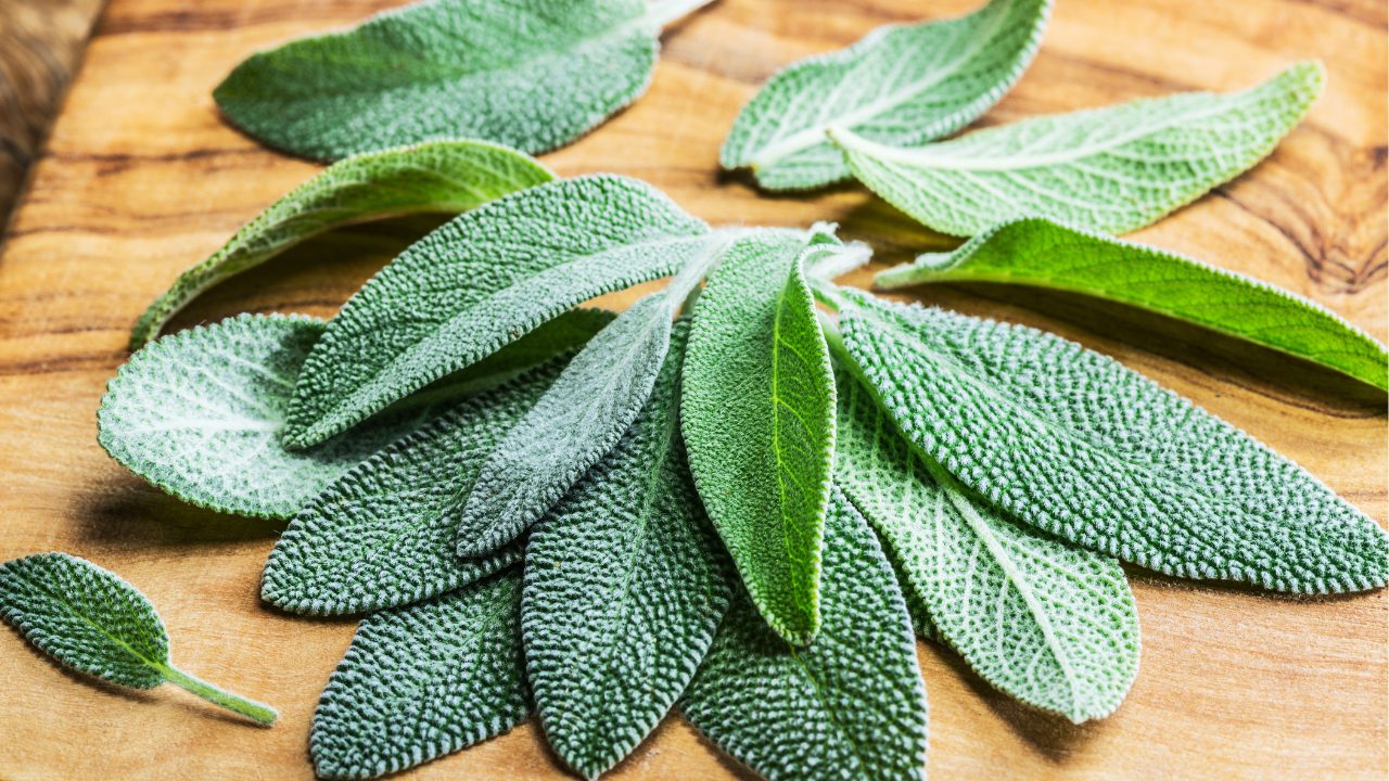 La sauge, cette herbe méconnue qui sublime vos plats et apaise votre quotidien