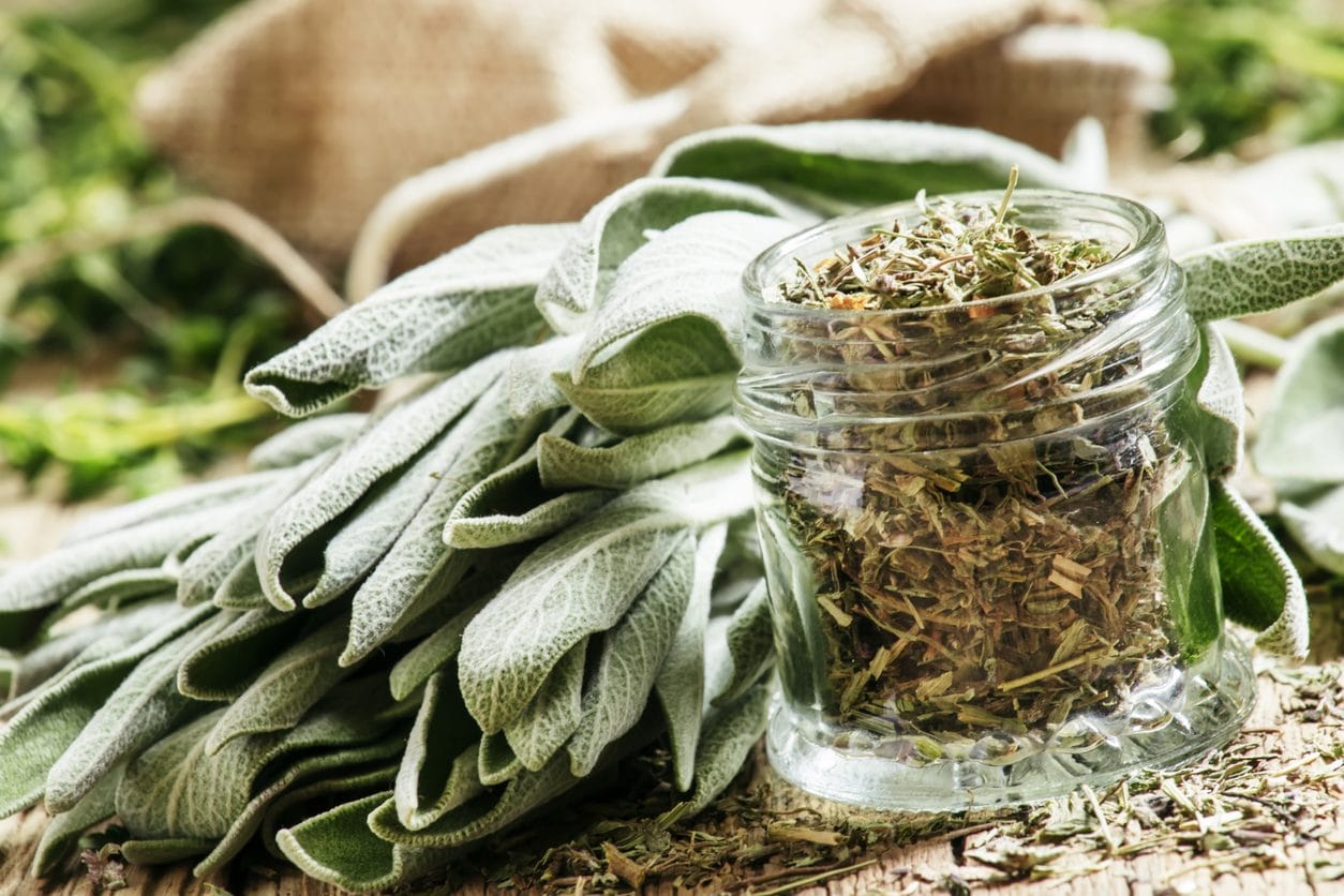 La sauge, cette herbe méconnue qui sublime vos plats et apaise votre quotidien