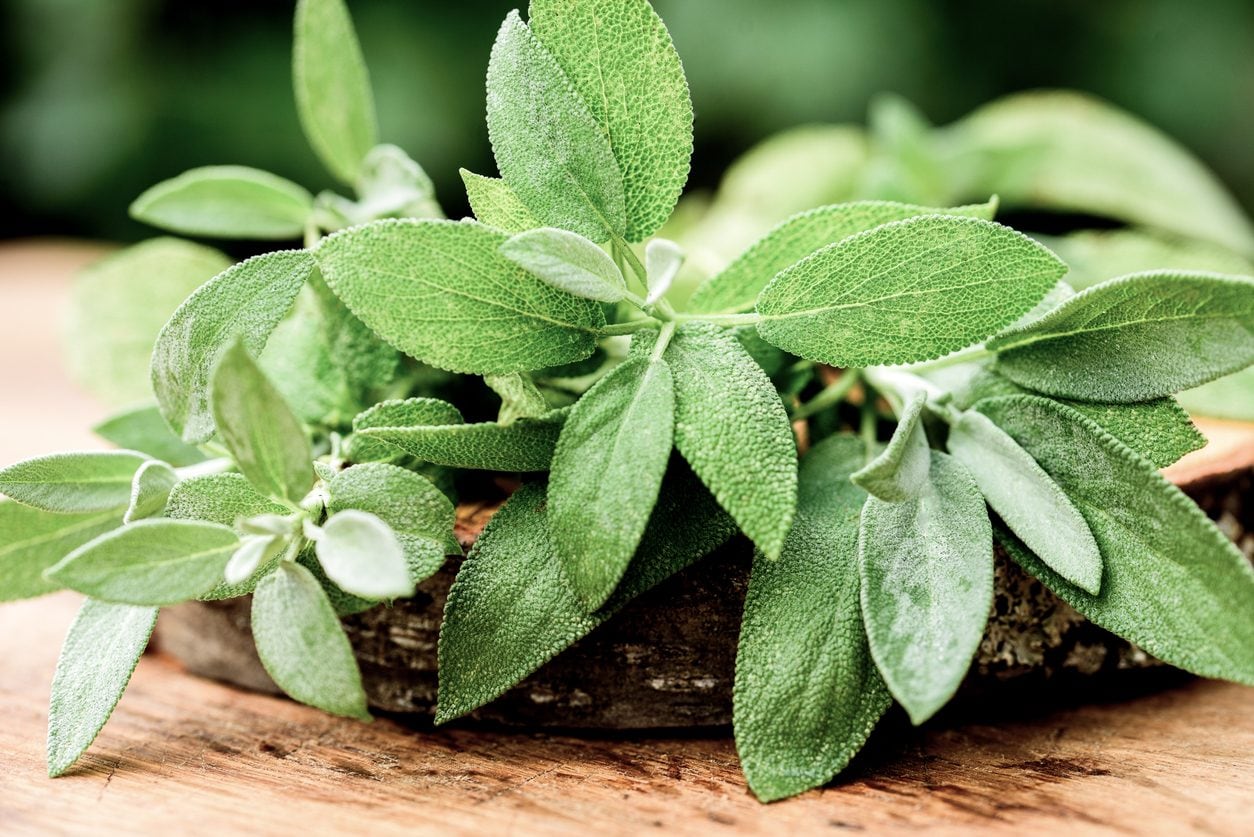 La sauge, cette herbe méconnue qui sublime vos plats et apaise votre quotidien