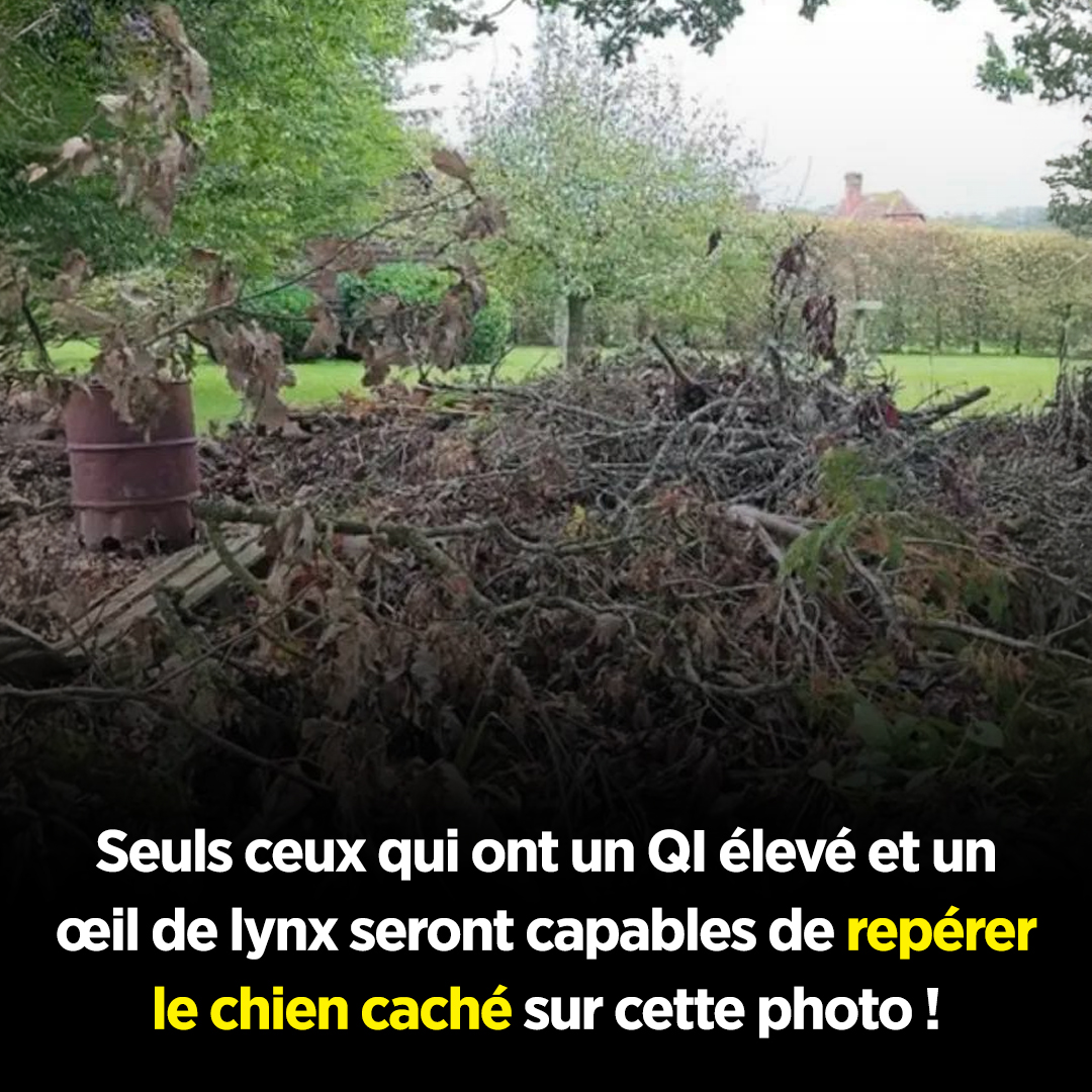 Saurez-vous repérer le chien caché ? Seules les personnes dotées d’une vue perçante le pourront !