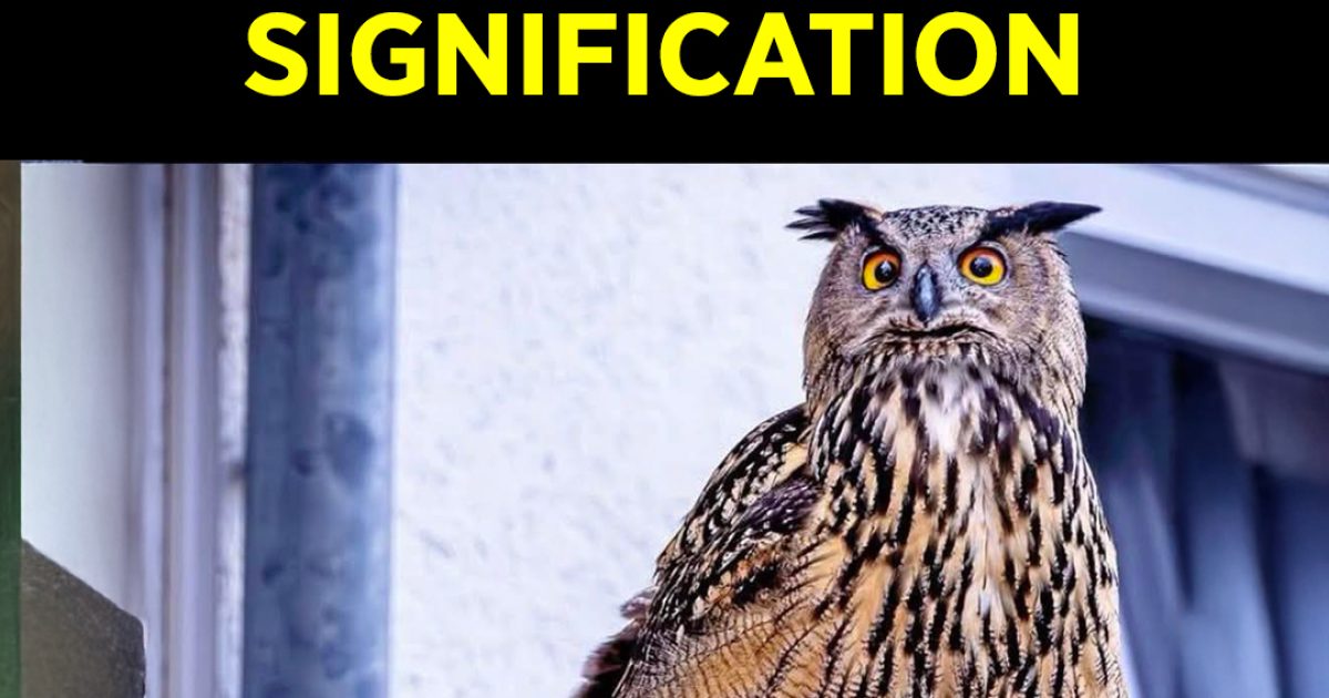 Savez-vous ce que signifie l’apparition d’un hibou près de chez vous ?