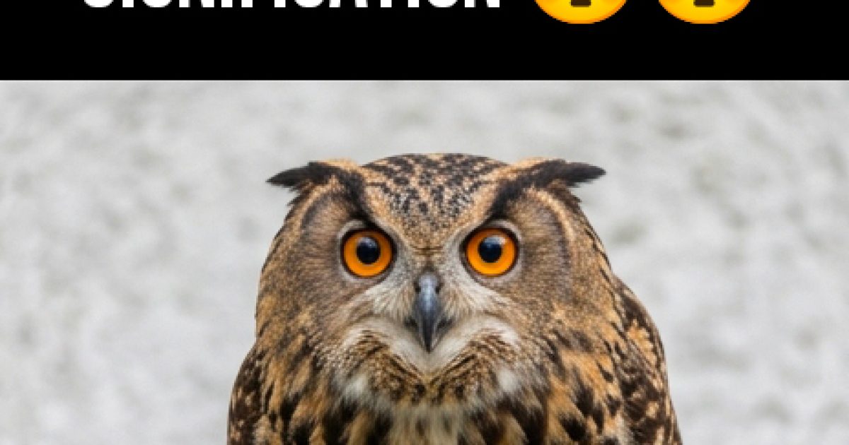 Savez-vous ce que signifie l’apparition d’un hibou près de vous ?