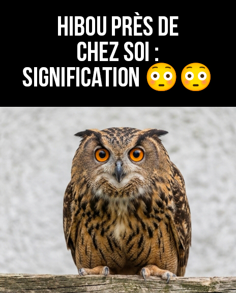 Savez-vous ce que signifie l’apparition d’un hibou près de vous ?
