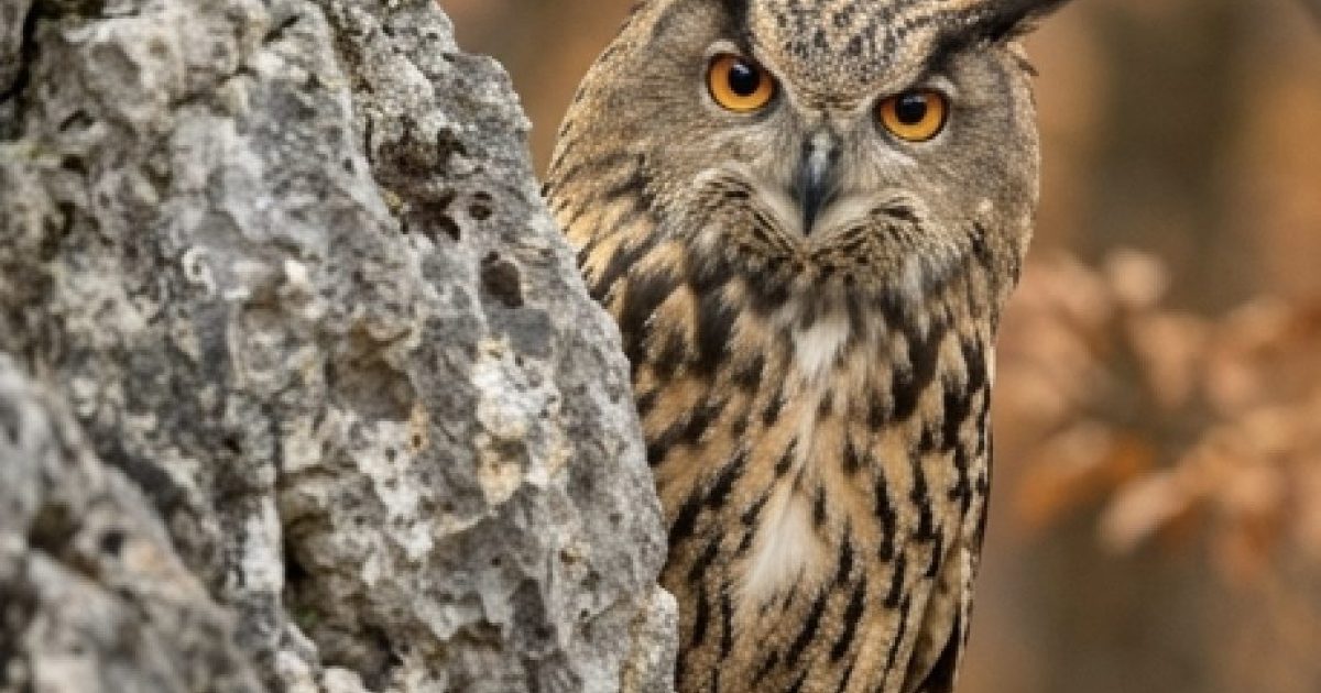 Saviez-vous ce que signifie la présence d’un hibou près de chez vous : croyances, mythes et réalité