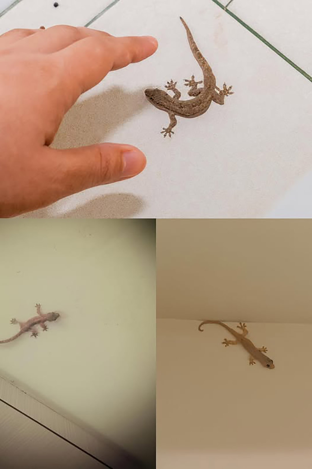 Saviez-vous que la visite d’un lézard a une signification profonde