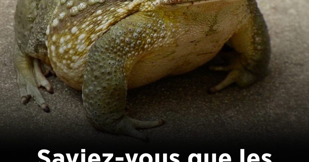 Saviez-vous que les crapauds viennent chez vous quand…