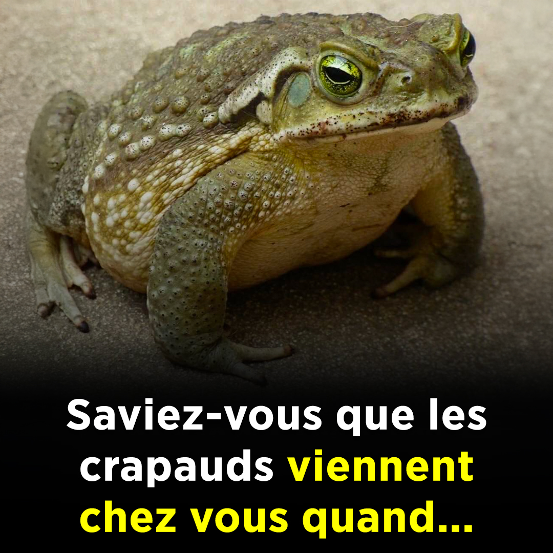 Saviez-vous que les crapauds viennent chez vous quand…