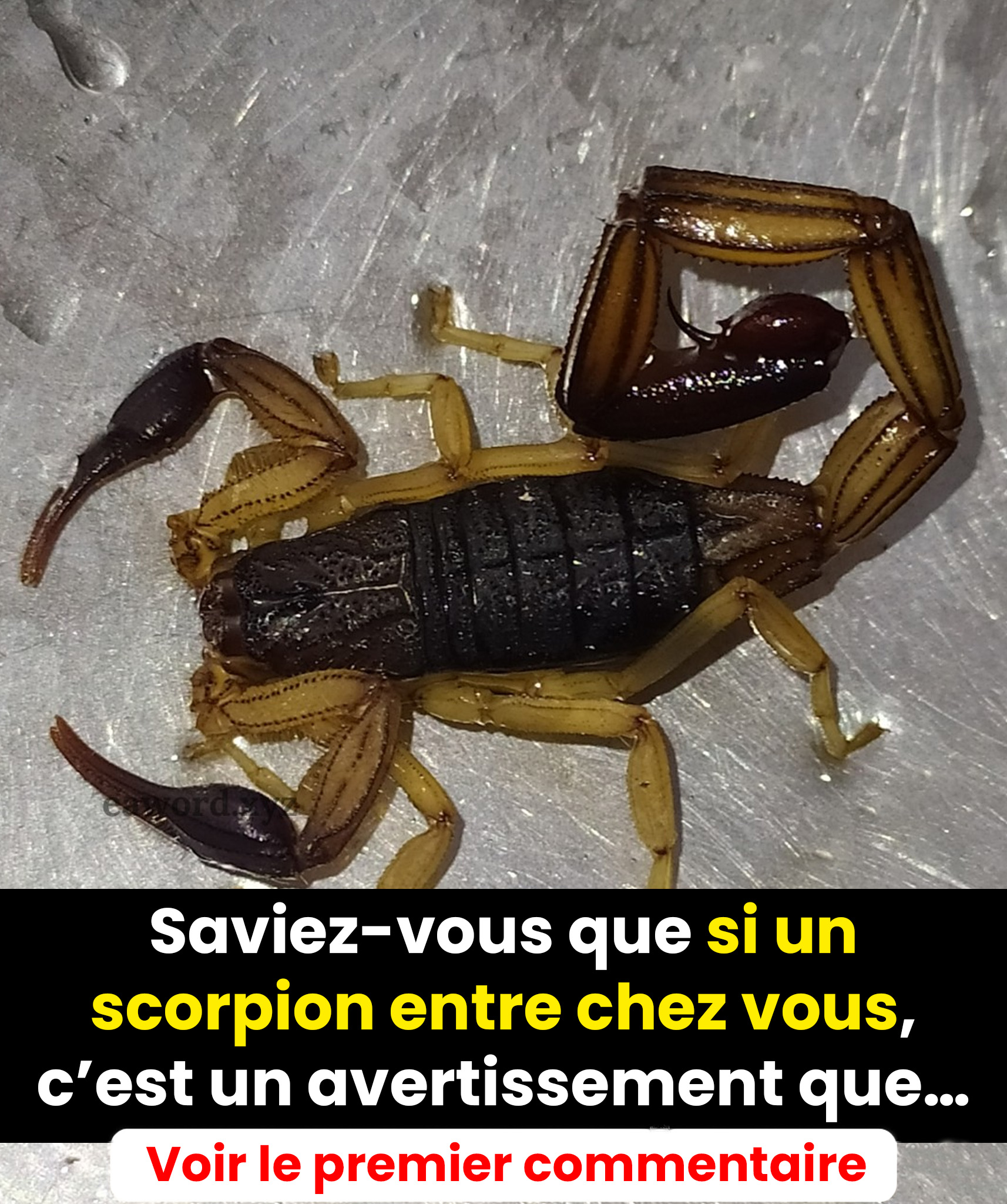Saviez-vous que si un scorpion entre chez vous, c’est un avertissement