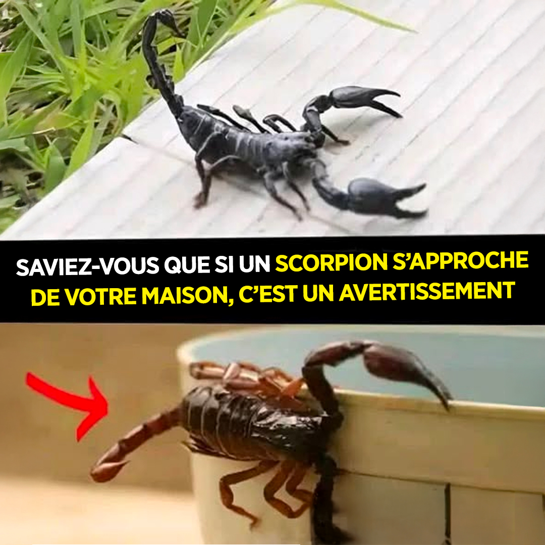 Saviez-vous que si un scorpion se présente chez vous, c’est pour vous avertir