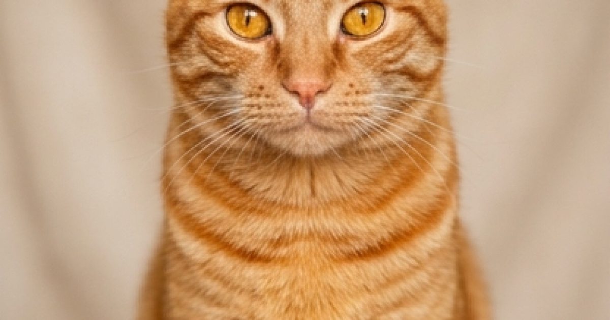 Saviez-vous que… si vous tombez sur un chat jaune et blanc, c’est un signe de l’univers