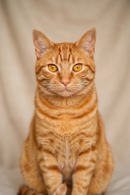 Saviez-vous que… si vous tombez sur un chat jaune et blanc, c’est un signe de l’univers