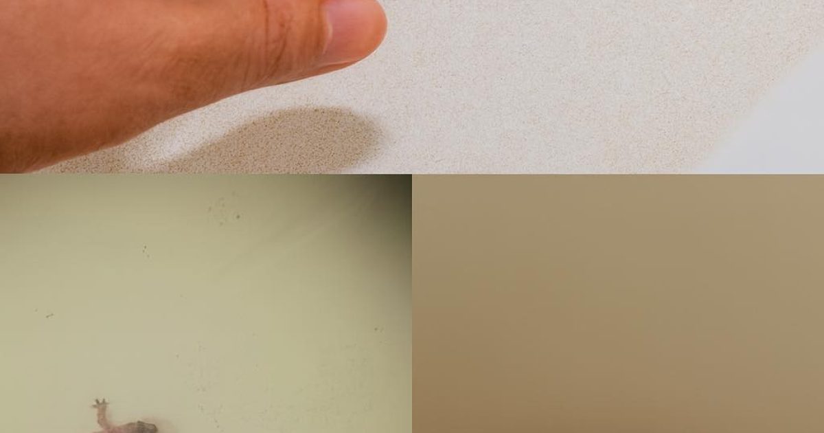 Saviez-vous qu’un lézard qui visite votre maison est un signe à ne pas ignorer