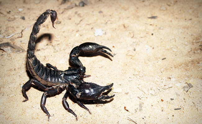Scorpion à la maison : quel message se cache derrière cette visite surprise ?
