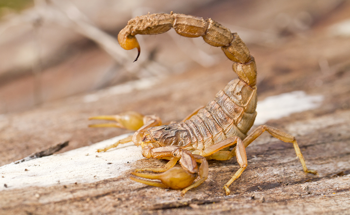 Scorpion dans votre domicile : ce message silencieux que votre maison vous envoie