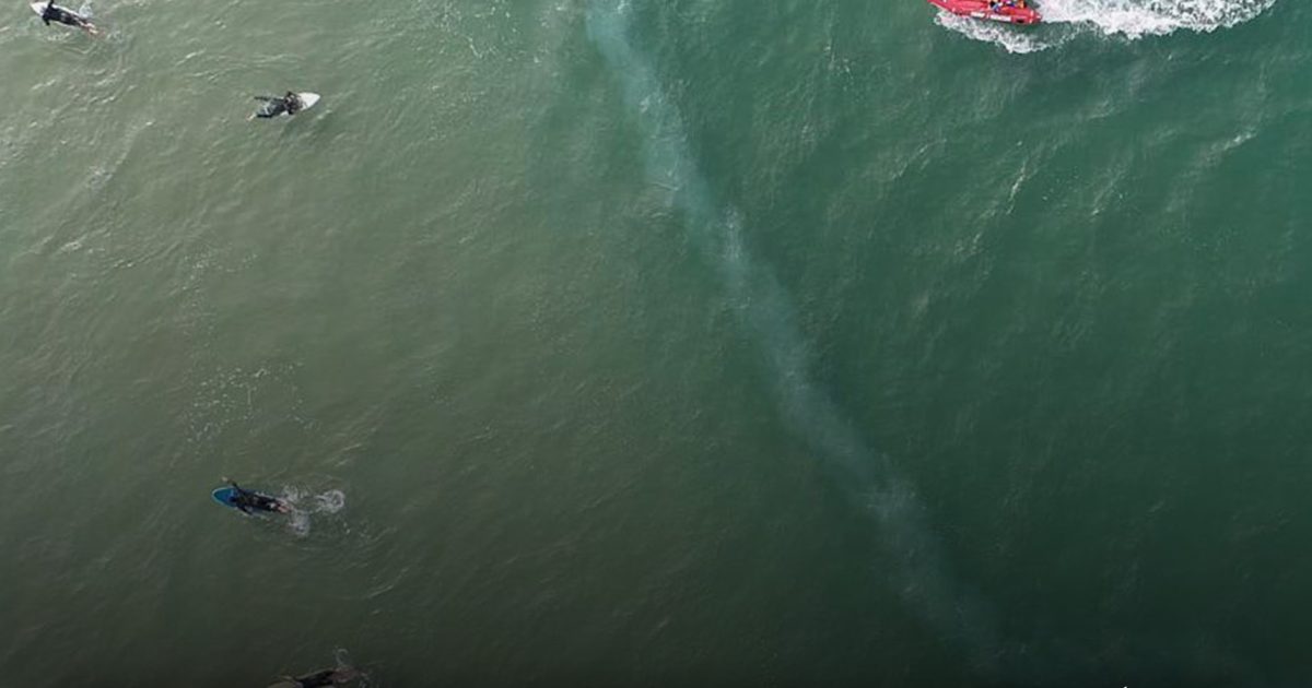 Seules les personnes à la vue vraiment perçante peuvent repérer ce requin caché dans la mer