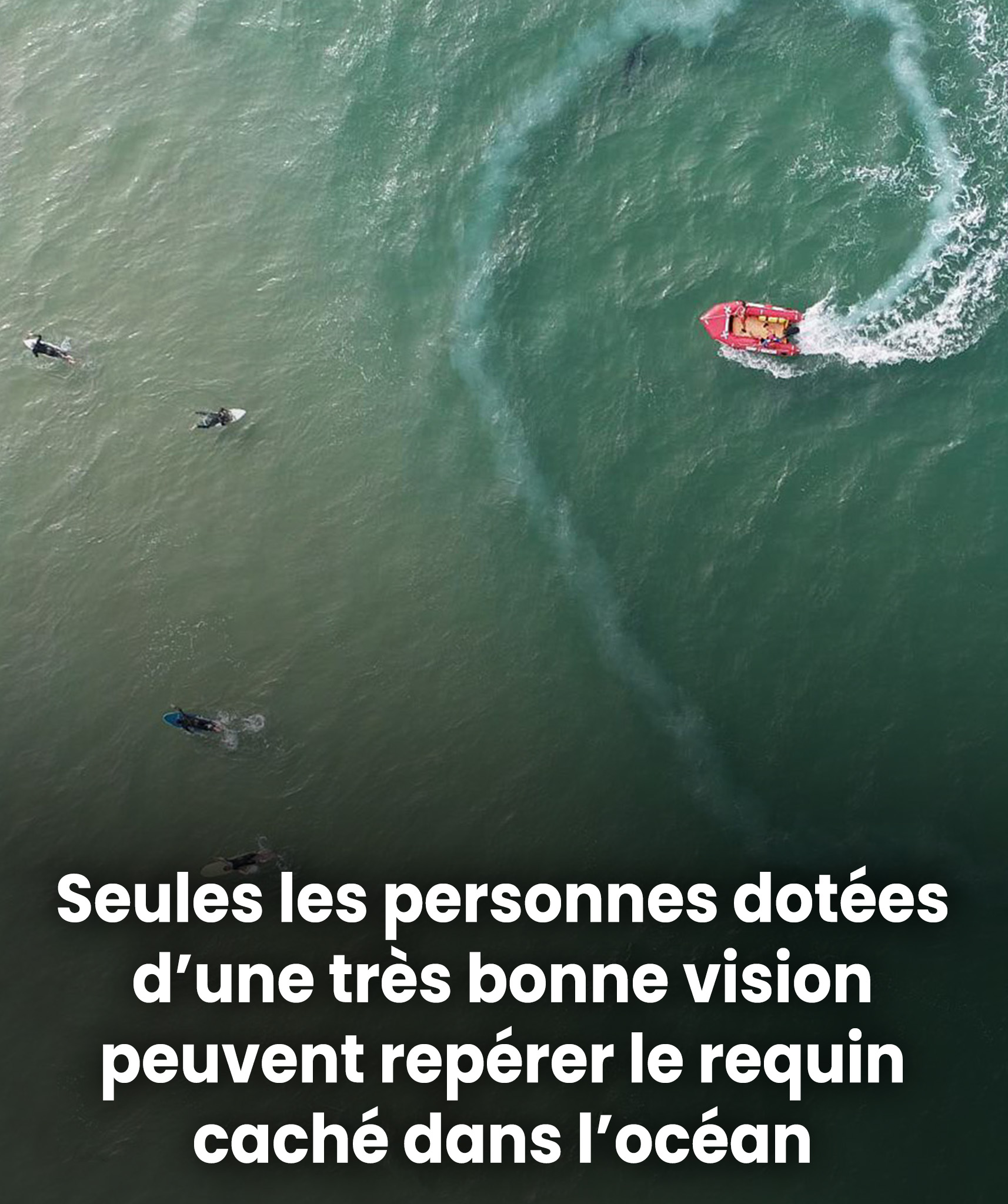 Seules les personnes à la vue vraiment perçante peuvent repérer ce requin caché dans la mer