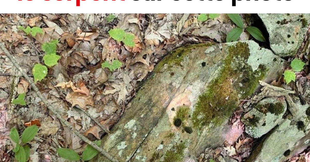 Seules les personnes au regard perçant parviendront à repérer le serpent caché sur cette photo