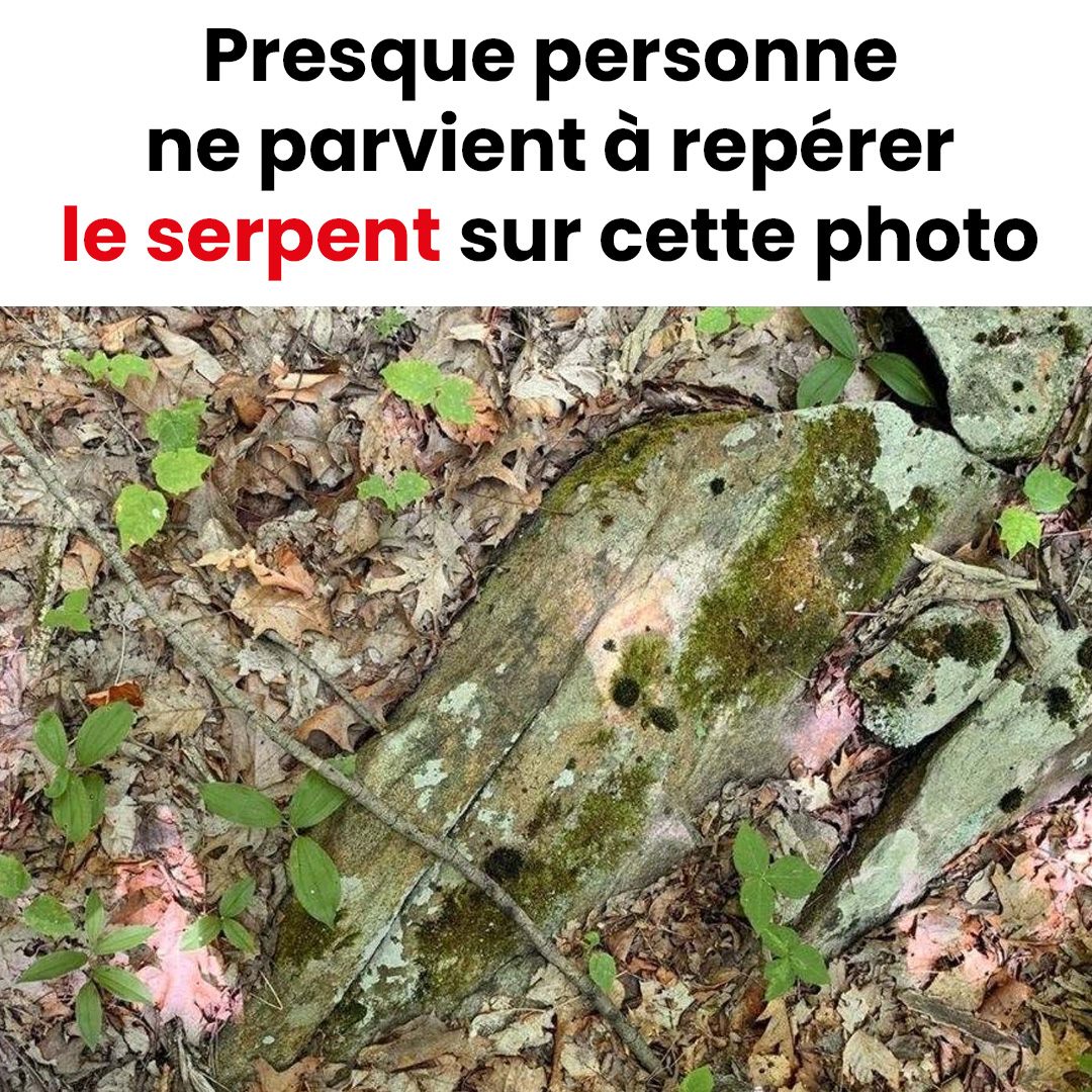 Seules les personnes au regard perçant parviendront à repérer le serpent caché sur cette photo