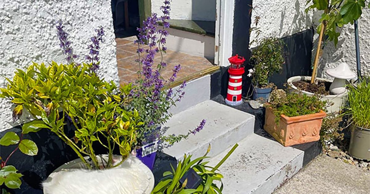 Seuls les plus perspicaces sauront repérer les deux chats sur cette photo : les voyez-vous ?