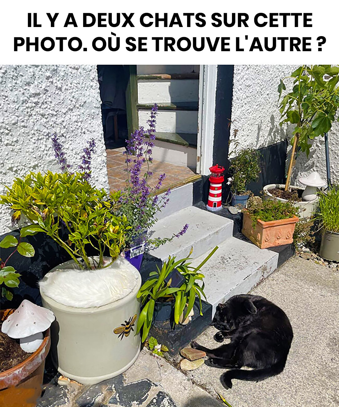 Seuls les plus perspicaces sauront repérer les deux chats sur cette photo : les voyez-vous ?