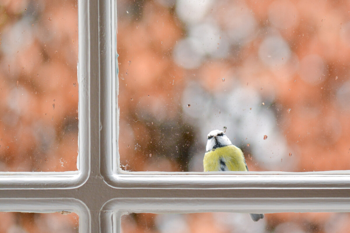 Pourquoi un oiseau heurte-t-il votre fenêtre ? Le vrai message à retenir